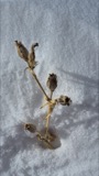 A photograph of the species Silene noctiflora, not of this specimen