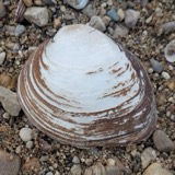 A photograph of the species Pleurobema sintoxia, not of this specimen