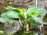 A photograph of the species Orontium aquaticum, not of this specimen