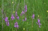 A photograph of the species Physostegia virginiana, not of this specimen