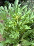 A photograph of the species Rorippa palustris, not of this specimen