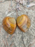 A photograph of the species Ellipsaria lineolata, not of this specimen