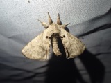 A photograph of the species Apatelodes torrefacta, not of this specimen