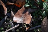 A photograph of the species Populus deltoides, not of this specimen