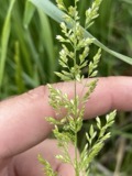 A photograph of the species Sphenopholis obtusata, not of this specimen