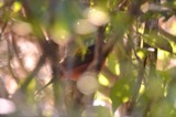 A photograph of the species Passerina ciris, not of this specimen