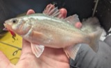 A photograph of the species Morone americana, not of this specimen