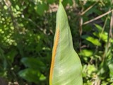 A photograph of the species Uromyces caladii, not of this specimen