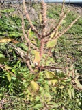 A photograph of the species Amaranthus spinosus, not of this specimen