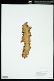 A photograph of the species Porphyra purpurea, not of this specimen
