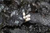A photograph of the species Arcyria cinerea, not of this specimen