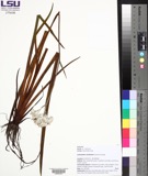 A photograph of the species Lachnanthes caroliniana, not of this specimen