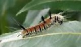 A photograph of the species Acronicta dactylina, not of this specimen
