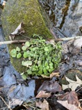 A photograph of the species Cardamine pensylvanica, not of this specimen