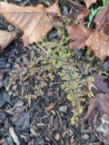 A photograph of the species Euphorbia maculata, not of this specimen