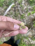 A photograph of the species Aecidium impatientis, not of this specimen