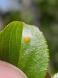 A photograph of the species Puccinia coronata, not of this specimen