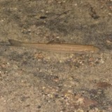 A photograph of the species Semotilus corporalis, not of this specimen