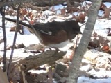 A photograph of the species Pipilo erythrophthalmus, not of this specimen