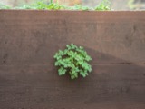 A photograph of the species Geranium robertianum, not of this specimen