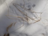 A photograph of the species Calamagrostis canadensis, not of this specimen