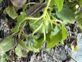 A photograph of the species Orthilia secunda, not of this specimen