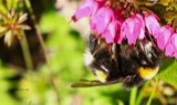 A photograph of the species Bombus lucorum, not of this specimen
