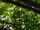 A photograph of the species Vireo olivaceus, not of this specimen