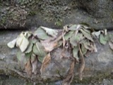 A photograph of the species Micranthes pensylvanica, not of this specimen