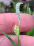 A photograph of the species Carex blanda, not of this specimen