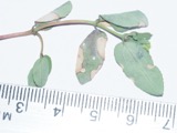 A photograph of the species Erysiphe euphorbiae, not of this specimen