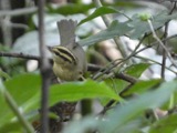 A photograph of the species Helmitheros vermivorum, not of this specimen