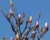 A photograph of the species Magnolia soulangeana, not of this specimen