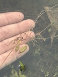 A photograph of the species Potamogeton bicupulatus, not of this specimen