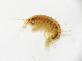 A photograph of the species Gammarus fasciatus, not of this specimen