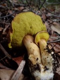 A photograph of the species Boletus auriporus, not of this specimen