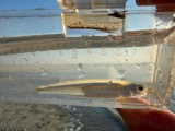 A photograph of the species Menidia menidia, not of this specimen