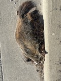 A photograph of the species Marmota monax, not of this specimen