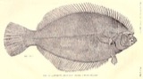 A photograph of the species Pseudopleuronectes americanus, not of this specimen