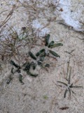 A photograph of the species Lobelia dortmanna, not of this specimen