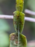 A photograph of the species Cronartium comptoniae, not of this specimen