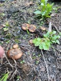 A photograph of the species Pholiota carbonaria, not of this specimen