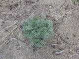 A photograph of the species Artemisia caudata, not of this specimen