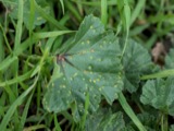 A photograph of the species Puccinia malvacearum, not of this specimen