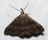 A photograph of the species Phalaenostola larentioides, not of this specimen