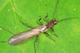 A photograph of the species Perlinella ephyre, not of this specimen