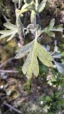 A photograph of the species Podosphaera clandestina, not of this specimen