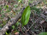 A photograph of the species Ophioglossum vulgatum, not of this specimen
