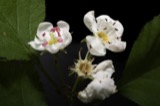 A photograph of the species Crataegus intricata, not of this specimen