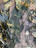 A photograph of the species Cladophora rupestris, not of this specimen
